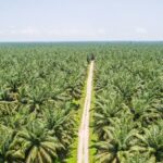 Kedudukan Tanaman Kelapa Sawit sebagai Harta Bersama di Atas Tanah Hibah Orang Tua Salah Satu Pihak